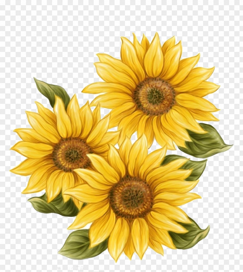 Hand-painted Sunflower Decoration Watercolor Painting Common Drawing PNG