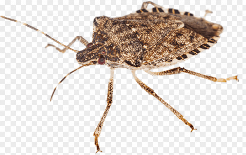 Insect Brown Marmorated Stink Bug Bugs Cockroach Bed PNG