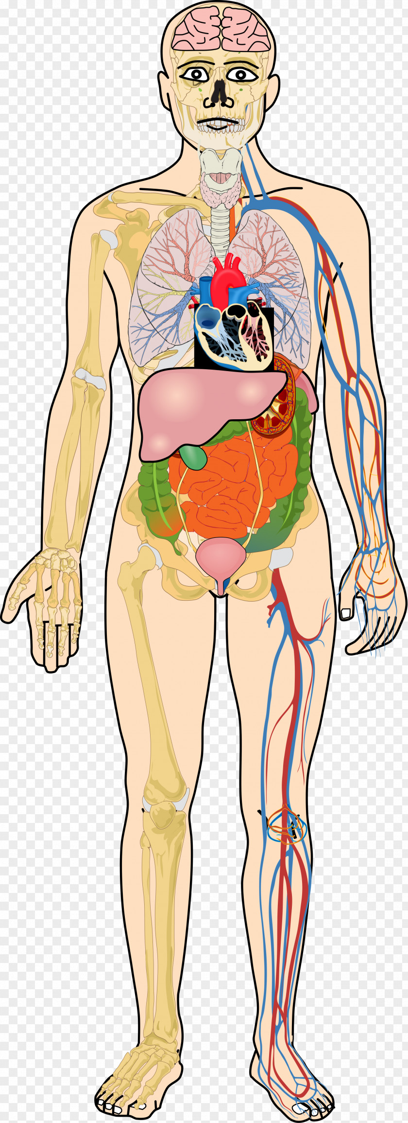 Organ Human Body Homo Sapiens Digestive System Muscle PNG body sapiens digestive system Muscle, organ clipart PNG