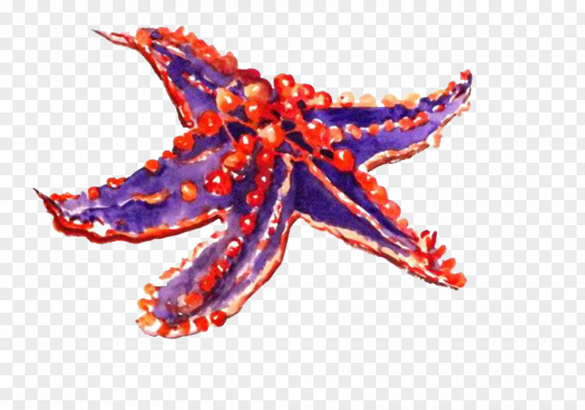 Starfish Drawing Cartoon Image Echinoderm PNG