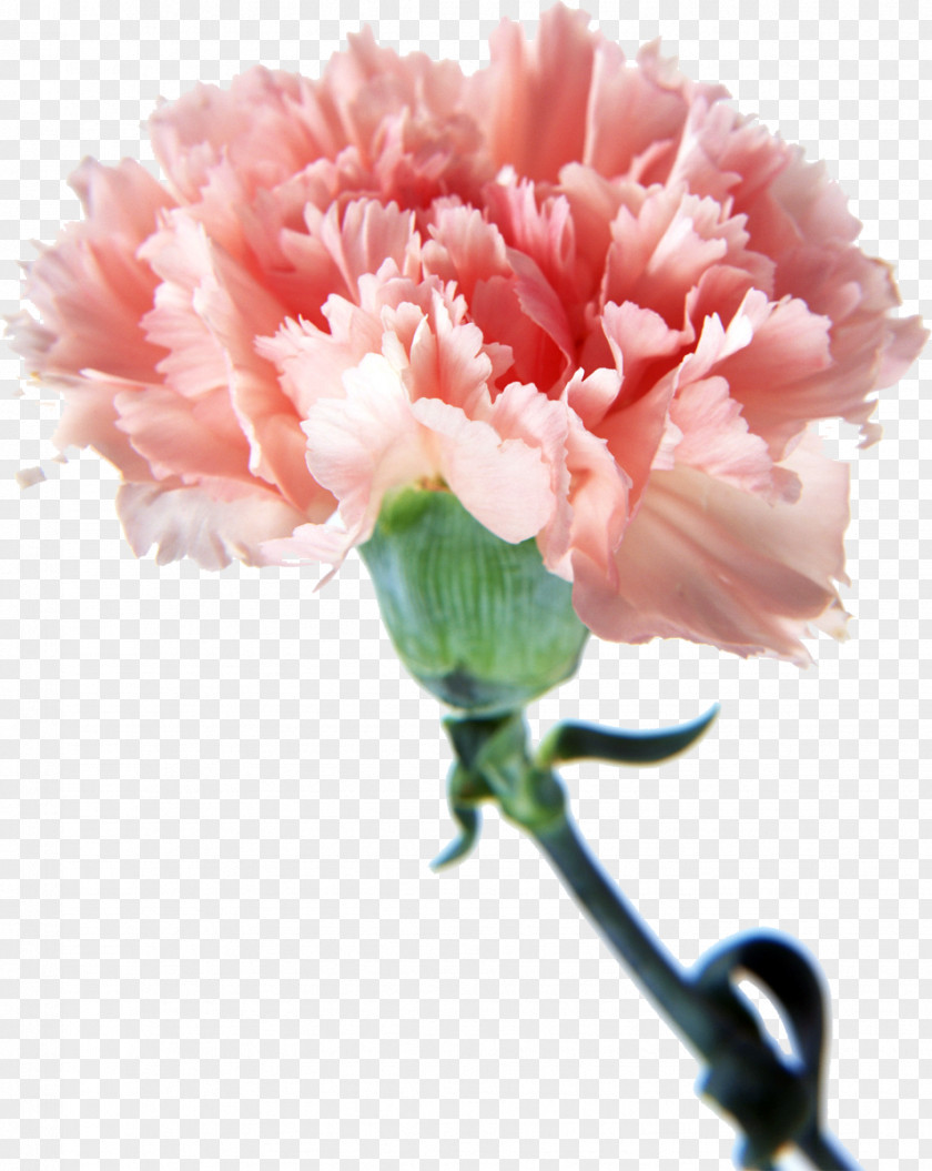 CARNATION Carnation Cut Flowers Pink Mother's Day PNG