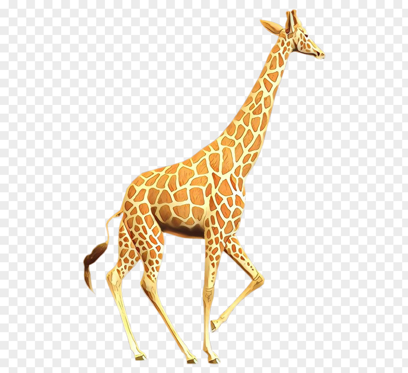 Giraffe Terrestrial Animal Fauna Neck Pattern PNG