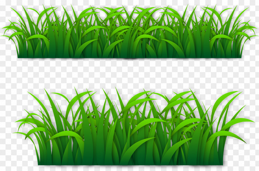 Grass Lawn Euclidean Vector GRASS GIS PNG
