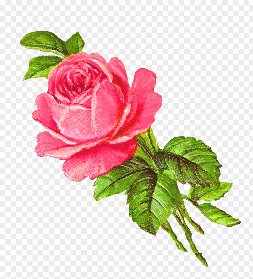 Rose Flower Pink Drawing Clip Art PNG