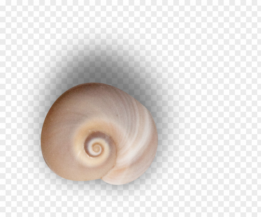 Snail Shell Sea Conchology Nautilida PNG