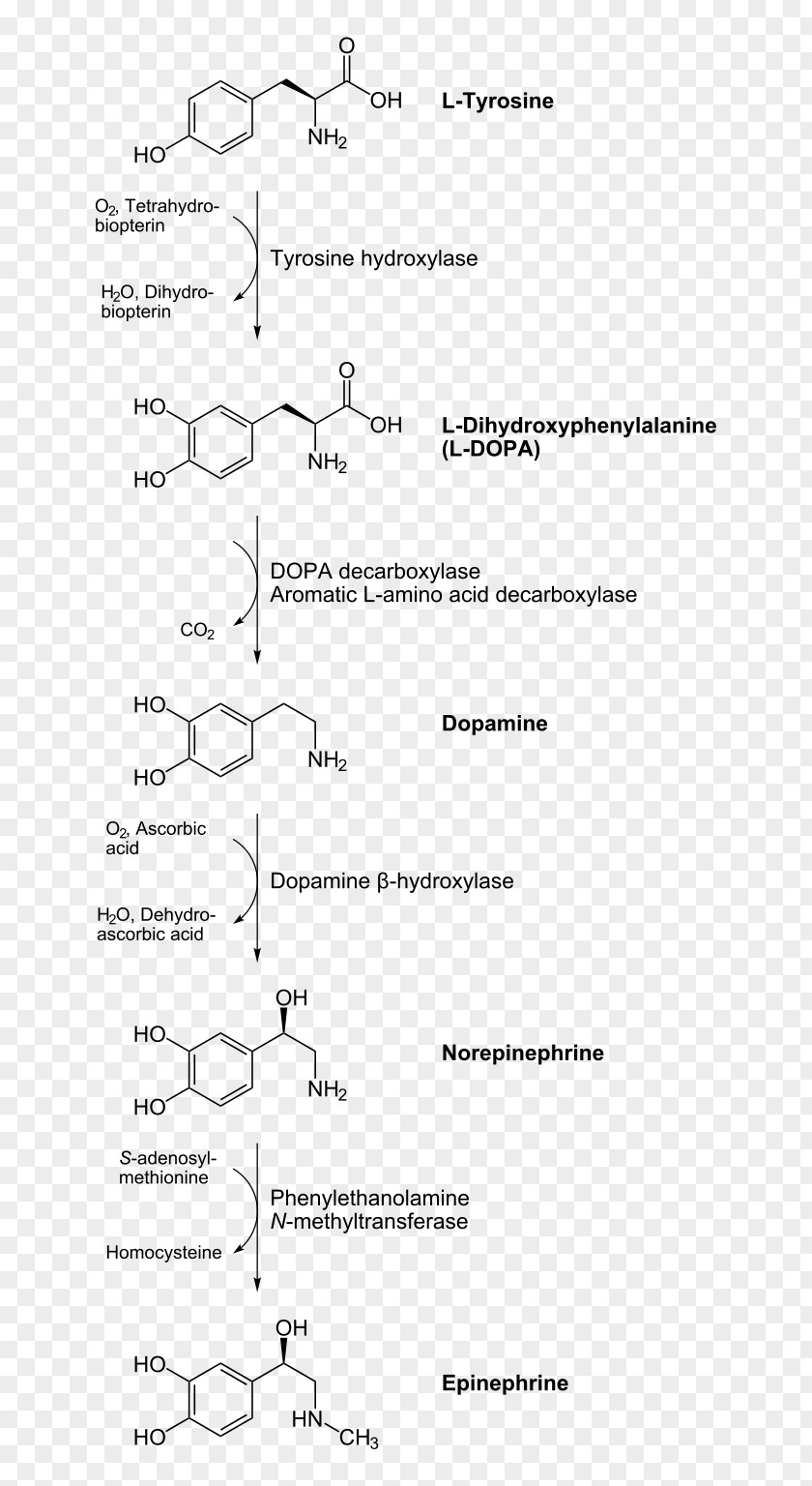 Catecholamine Norepinephrine Biosynthesis Dopamine Tyrosine PNG