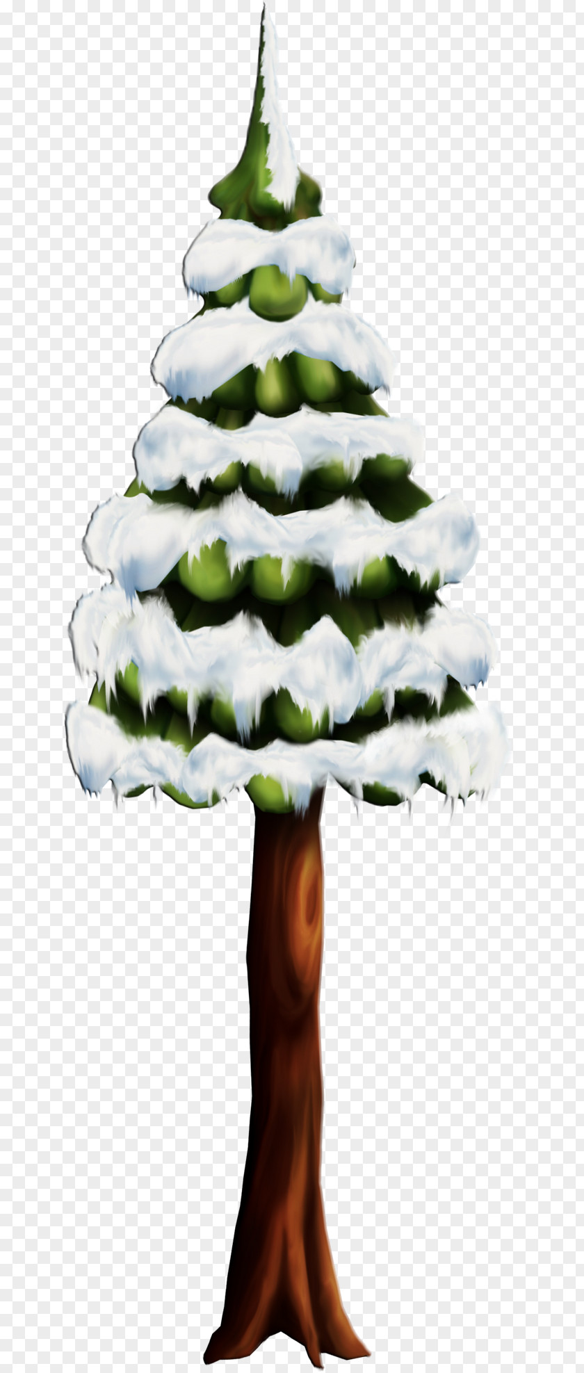 Saint Nicholas Cedar Desktop Wallpaper Tree Download PNG