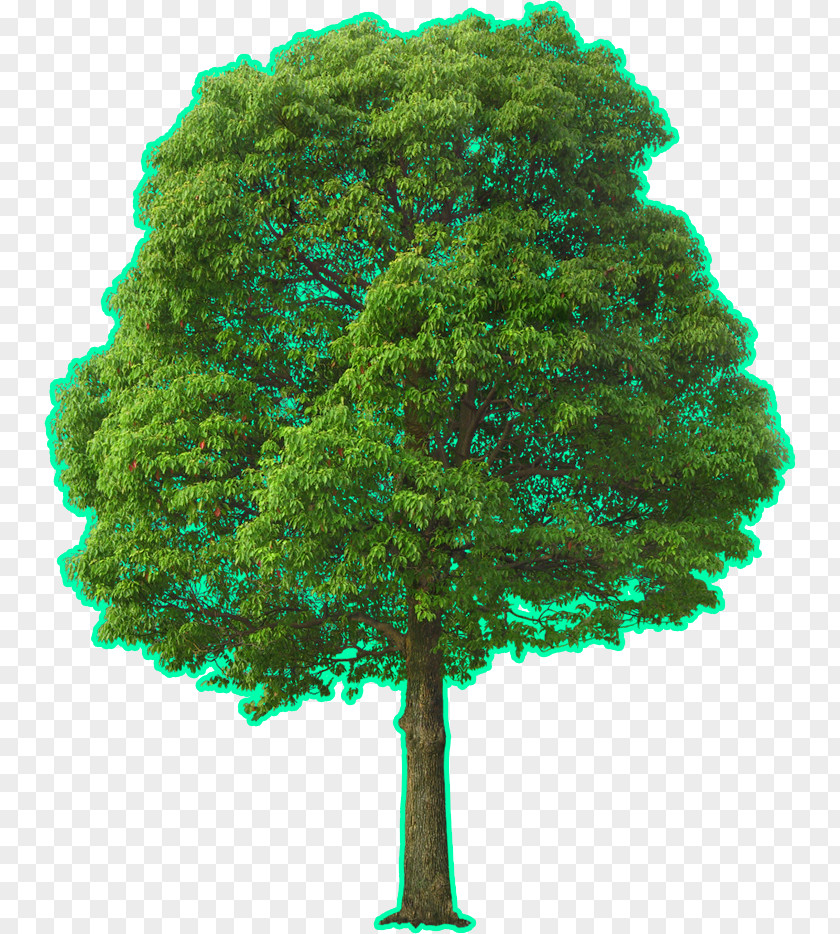 Tree Landscape Architecture PNG