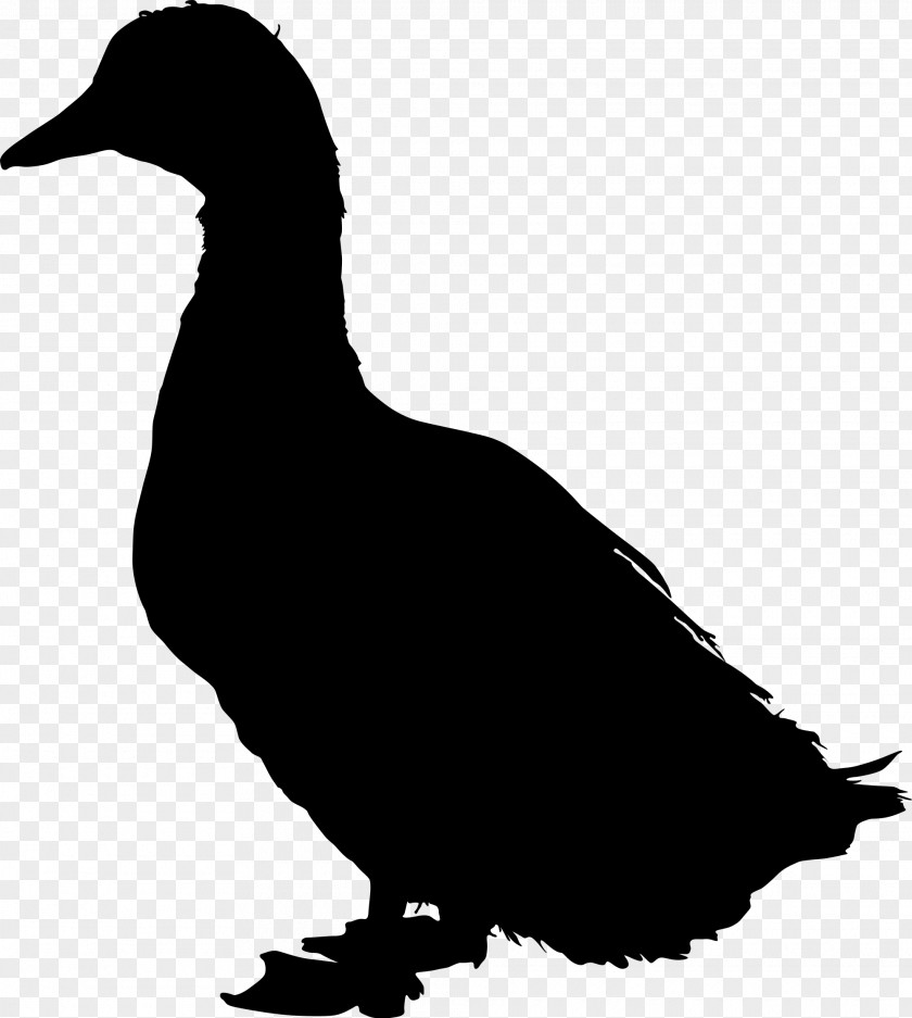 Duckblackandwhite Mallard Duck American Pekin PNG