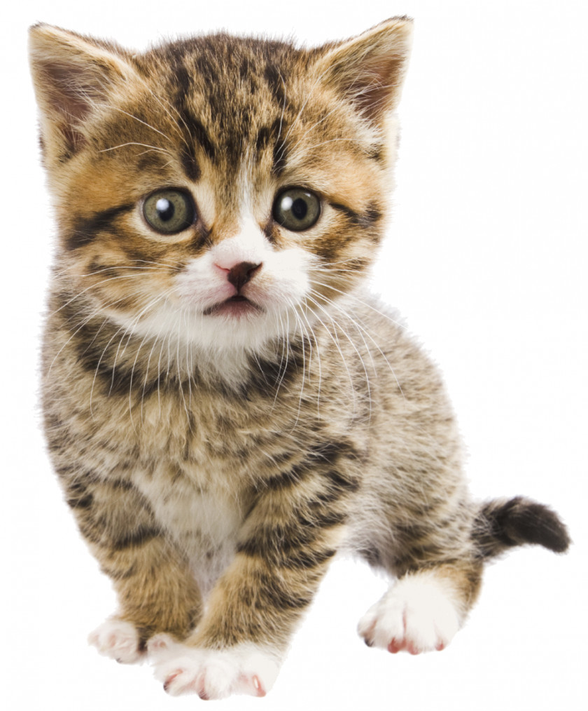 Kitten Persian Cat Companion Animal Hospital Pet Veterinarian PNG