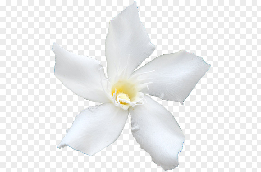 White Oleander Common Sunflower Plant PNG