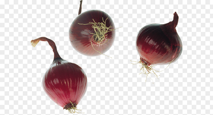 Yellow Onion Shallot Red Clip Art PNG