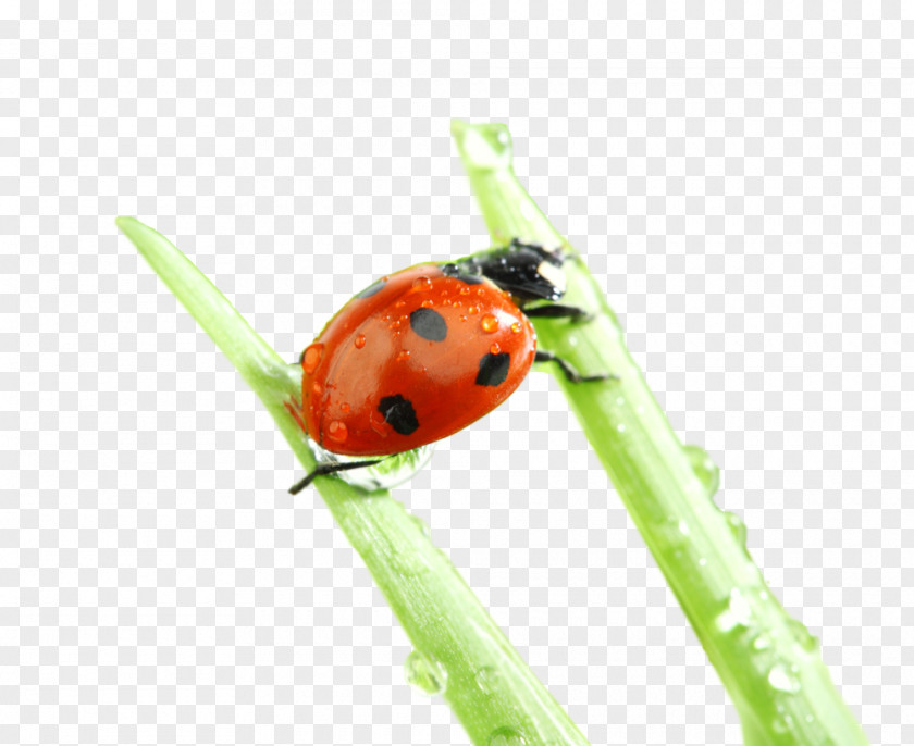 Beetle Ladybird Desktop Wallpaper Nature Macro Photography PNG