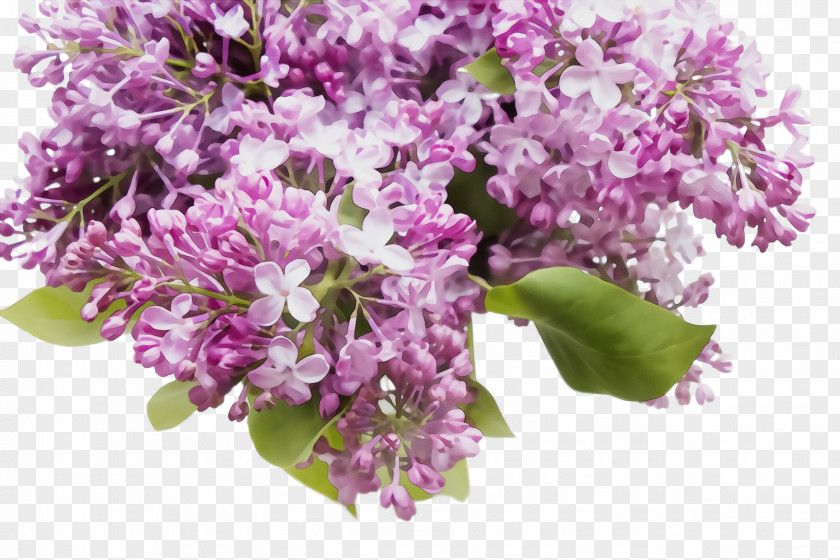 Bouquet Purple Flower Lilac Plant Cut Flowers PNG