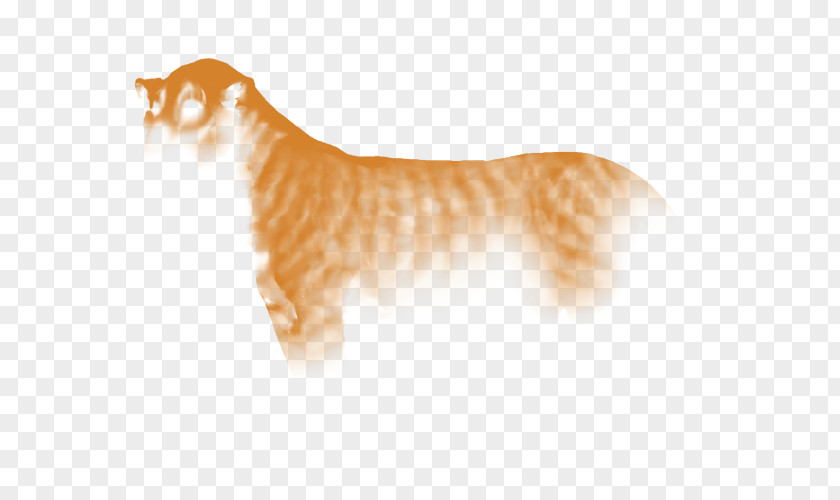 Cat Whiskers Cougar Dog Wildlife PNG