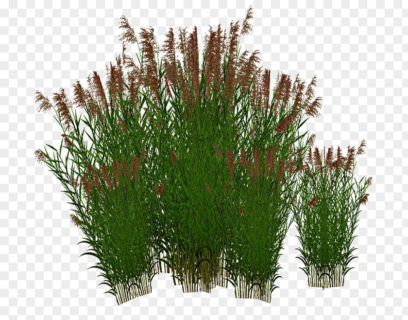 Common Reed Sweet Grass Grasses PNG