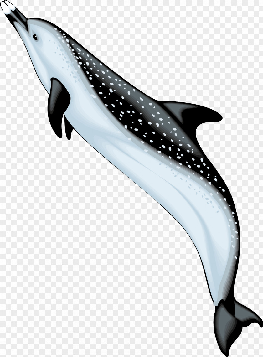 Dolphin Bottlenose Spinner Clip Art PNG