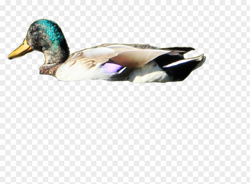 Duck Mallard Bird Desktop Wallpaper PNG