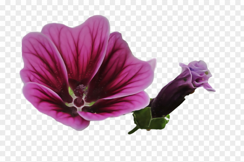 Mallow Violet Pansy Watercolor Painting PNG