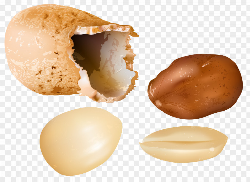 Nuts Peanut Clip Art PNG