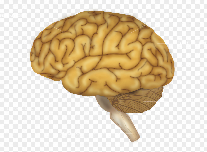 Smart Wisdom Brain Blue Project Human Cerebrum PNG
