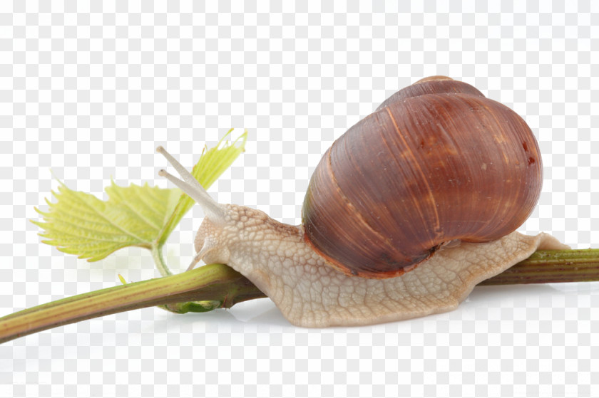 Snail Climbing Orthogastropoda Insect Escargot PNG