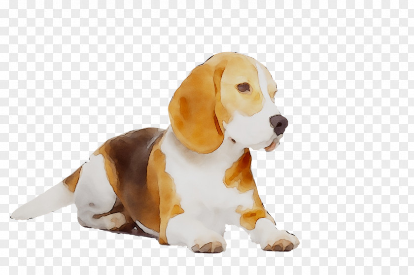 Beagle Puppy Dog Breed Companion Hound PNG