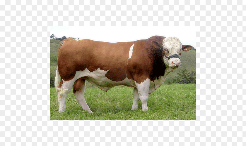 Bull Shorthorn Dairy Cattle Simmental Hereford Zebu PNG