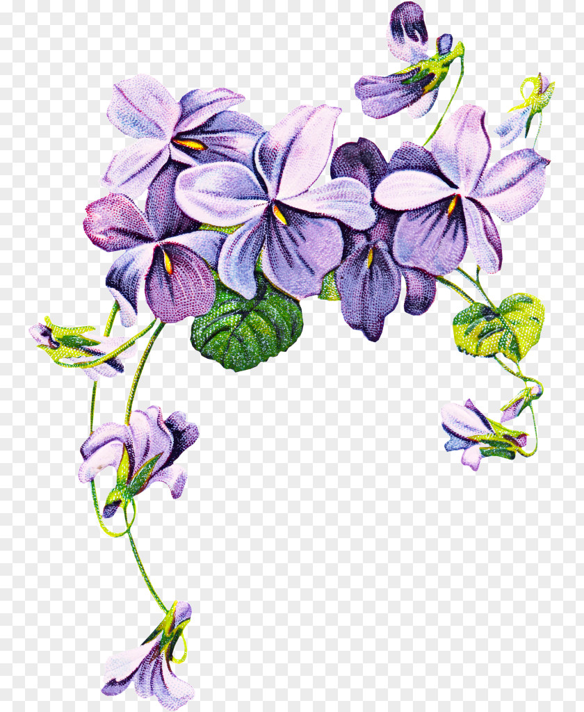 Columbine Bellflower Drawing Of Family PNG