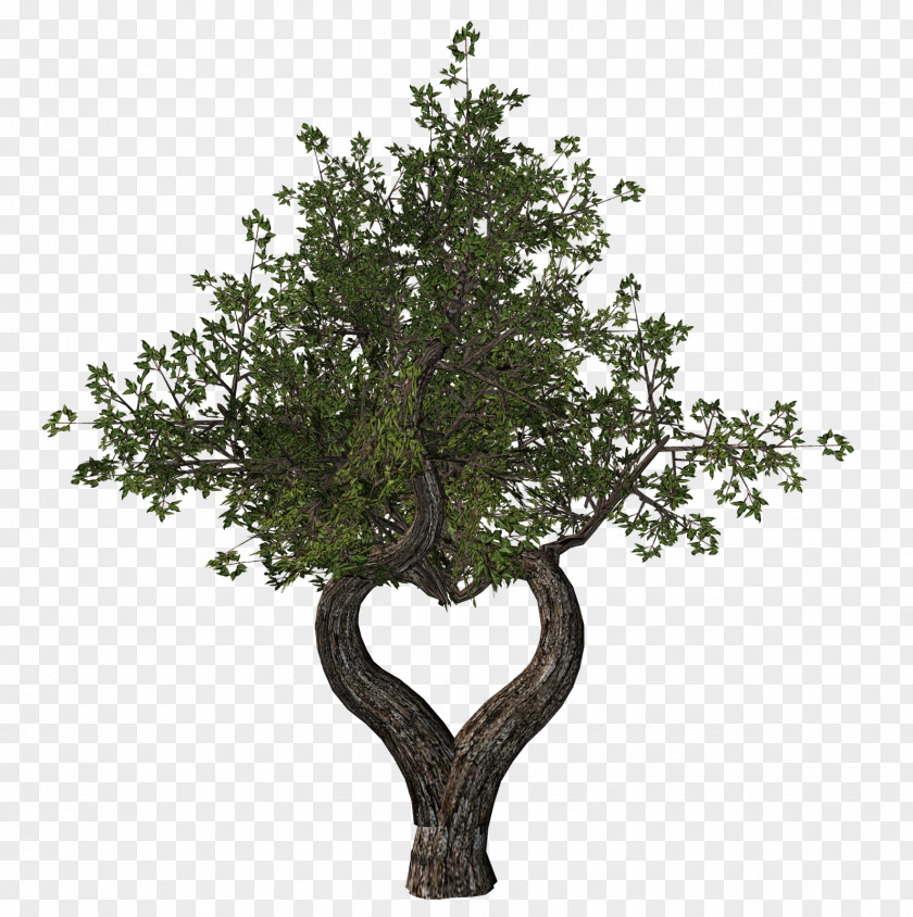 Eucalyptus Tu B'Shevat Ansichtkaart Tree Holiday Yom Kippur PNG
