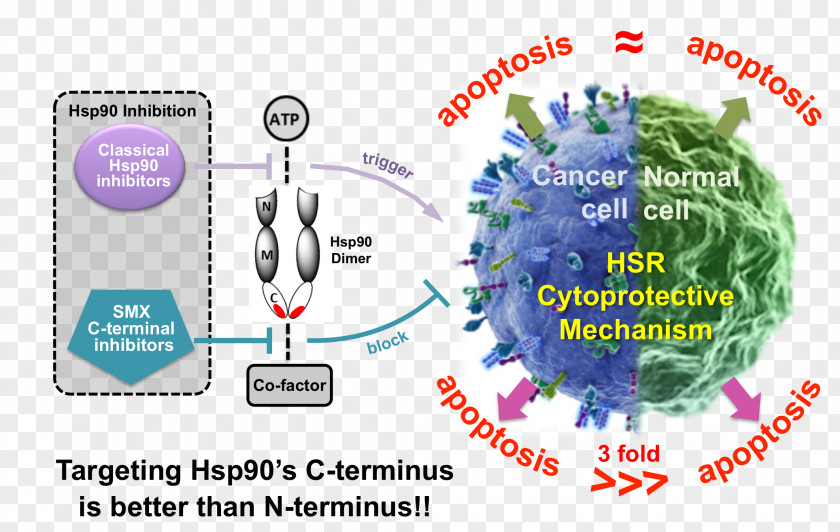 Hsp90 Inhibitor Cancer C-terminus N-terminus PNG