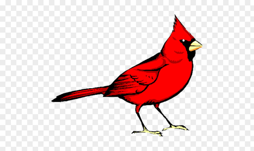 Bird Red Animal Clinic Northern Cardinal Clip Art Image PNG