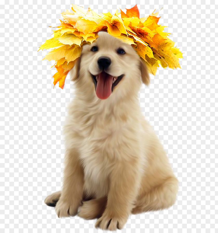 Dog Autumn Golden Retriever Puppy Labrador Clip Art PNG