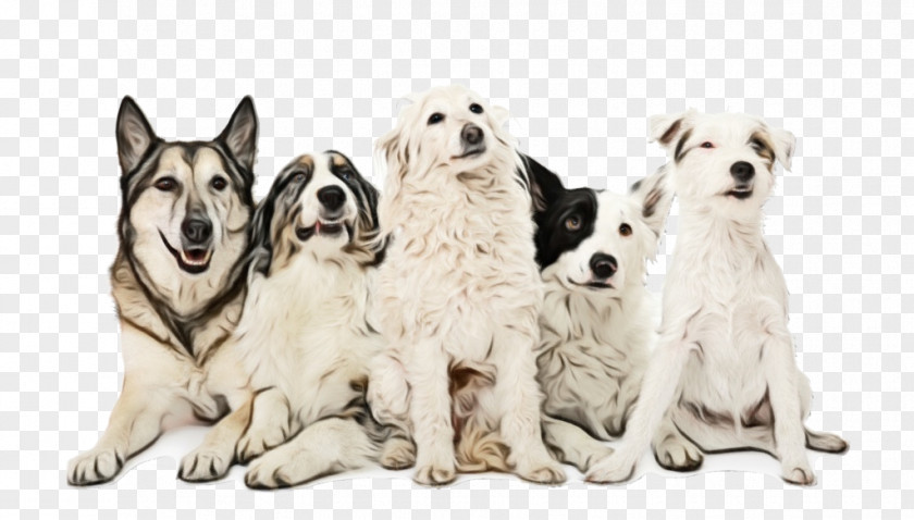 Dog Breed Puppy Companion Snout PNG