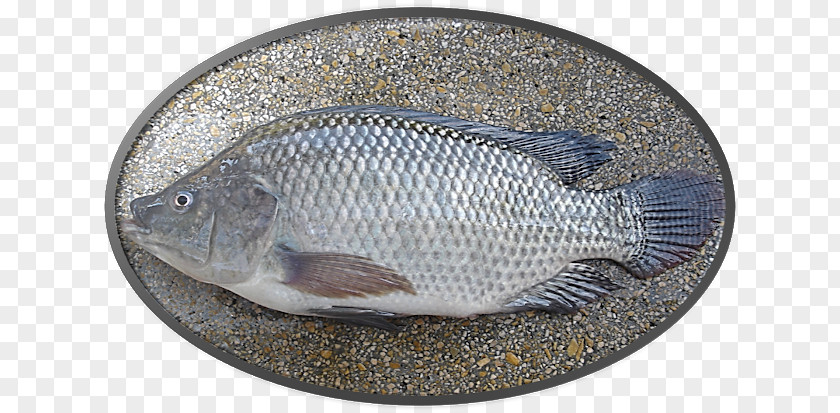 Peixe Pintado Criacao Nile Tilapia Bony Fishes Fish Farming PNG