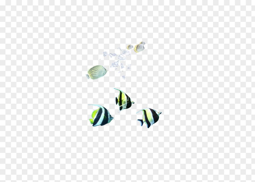 Bottom Fish Euclidean Vector Seabed PNG