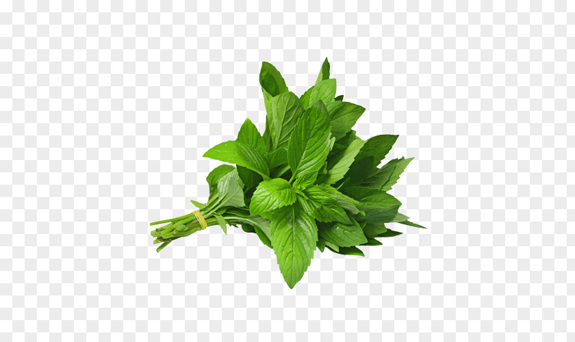 Mint Herb Vietnamese Coriander Stock Photography PNG