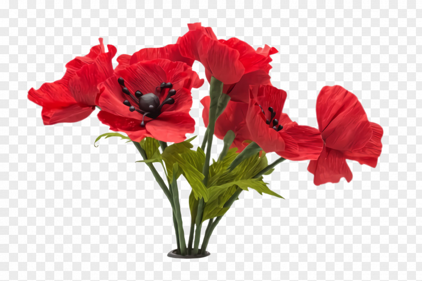 Poppy Family Hippeastrum Flowers Background PNG