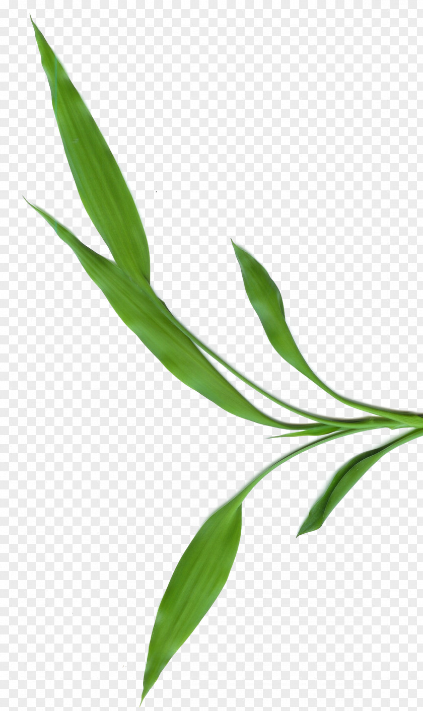 Tropical Woody Bamboos Photography Leaf PNG