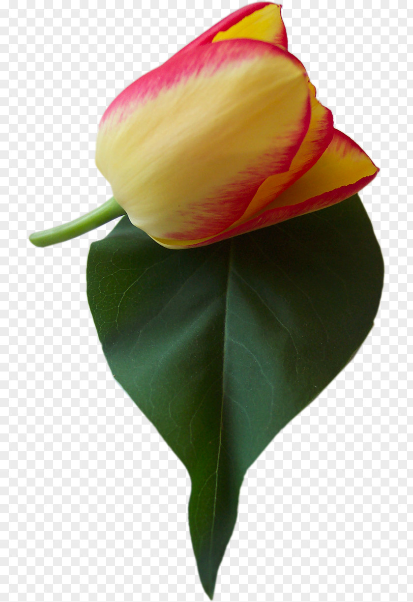 Tulip Flower Clip Art PNG