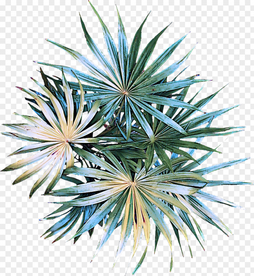Arecales Terrestrial Plant Flower Leaf Colorado Spruce Tree PNG
