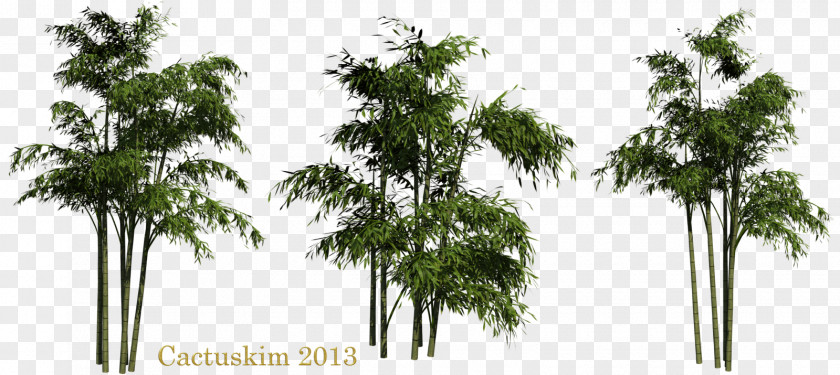 Bamboo Clipart Leaf PNG