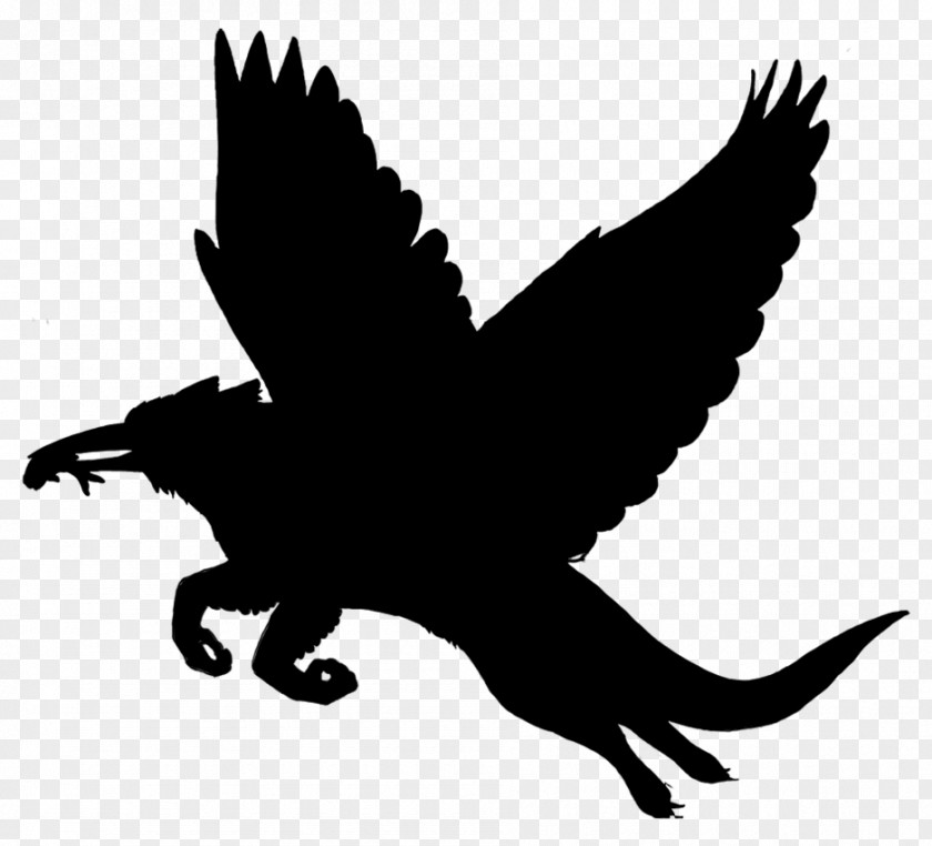 Beak Bird Of Prey Clip Art Fauna PNG