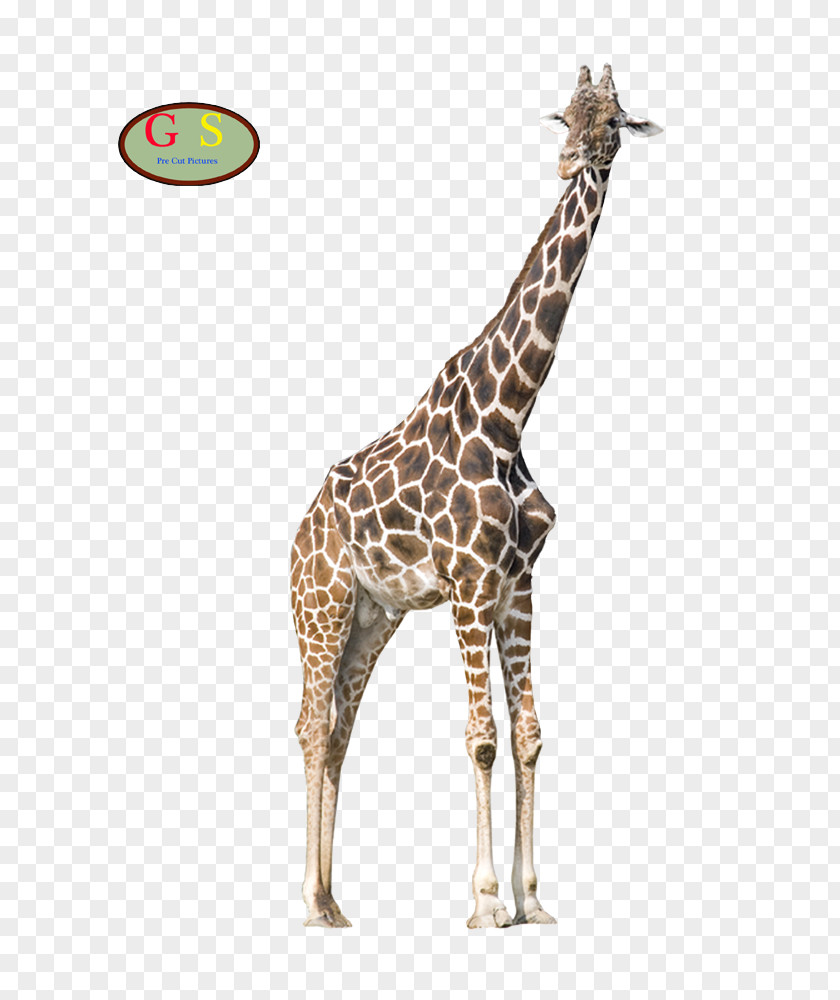 Giraffe Aiemu Advertising Natural Environment Live Song PNG