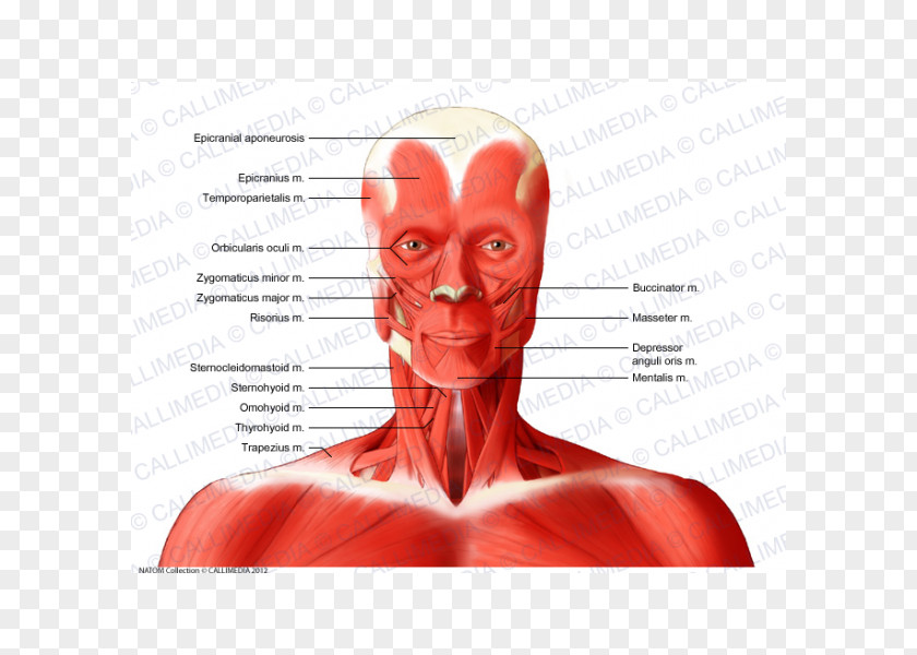 Muscle Neck Muscular System Human Body Anatomy PNG