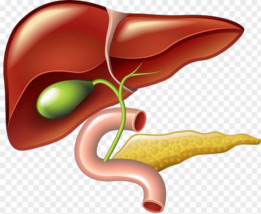 Pancreas Liver And Gallbladder Clip Art PNG