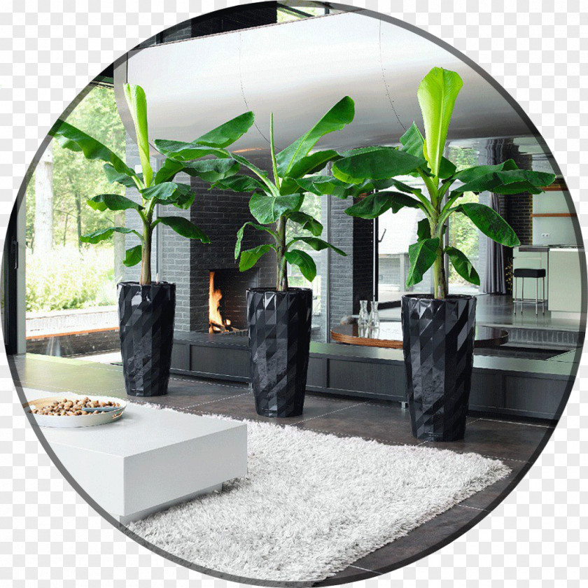 Plant Houseplant Dwarf Cavendish Banana Garden PNG