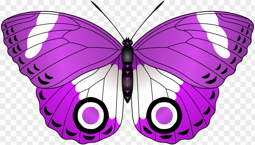 Purple Butterfly Lilac Red Clip Art PNG
