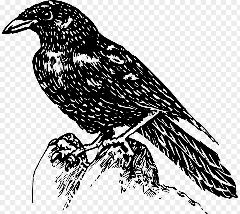 Raven Drawing Crow American Bird Clip Art Beak PNG