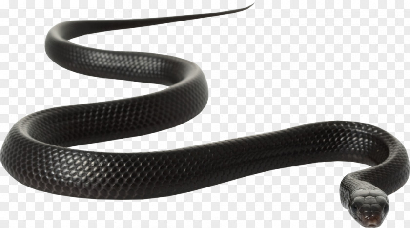 Snake Black Rat Red-bellied Clip Art PNG